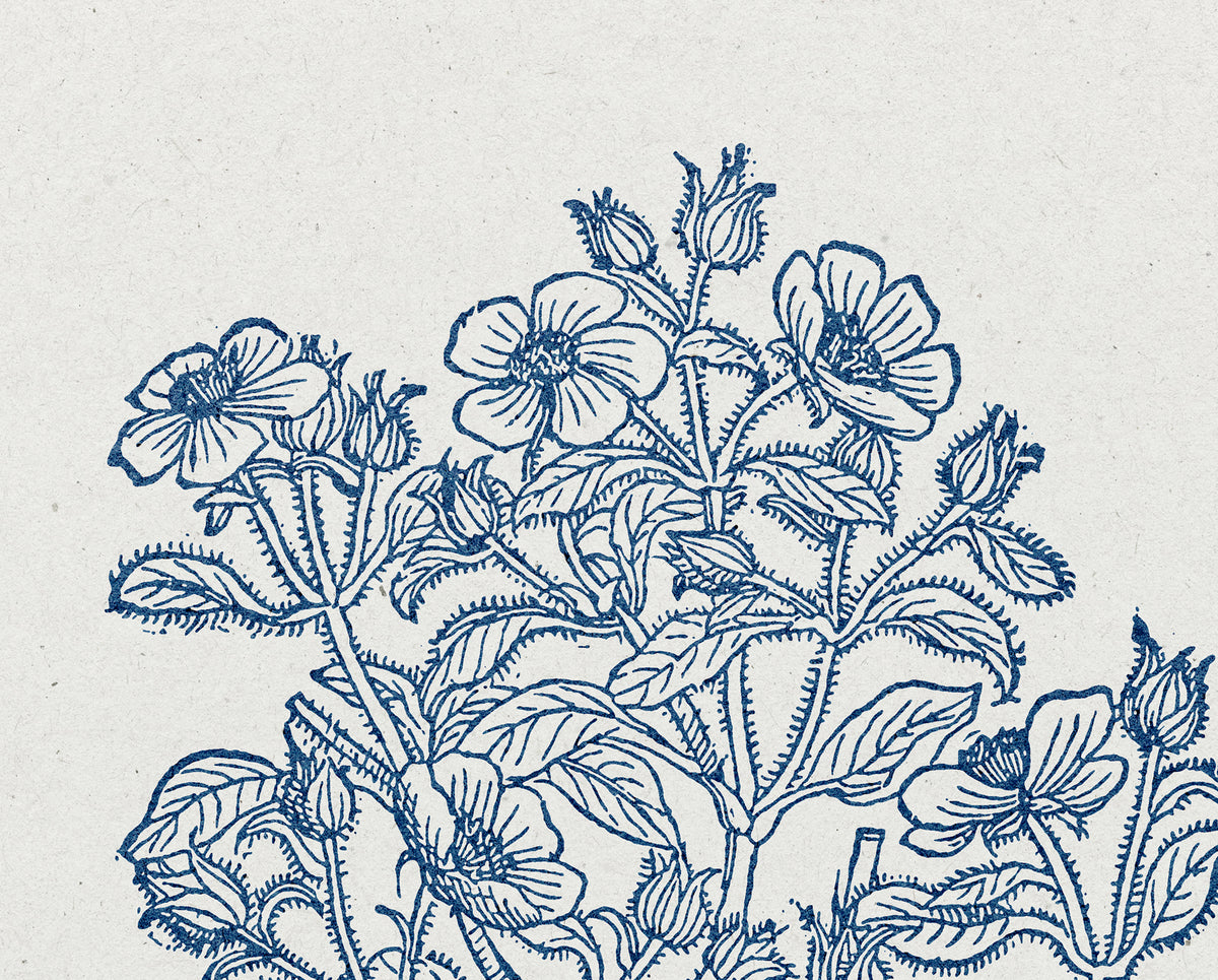 1 Thessalonians 5:17 – Pray Without Ceasing Botanical Scripture Print