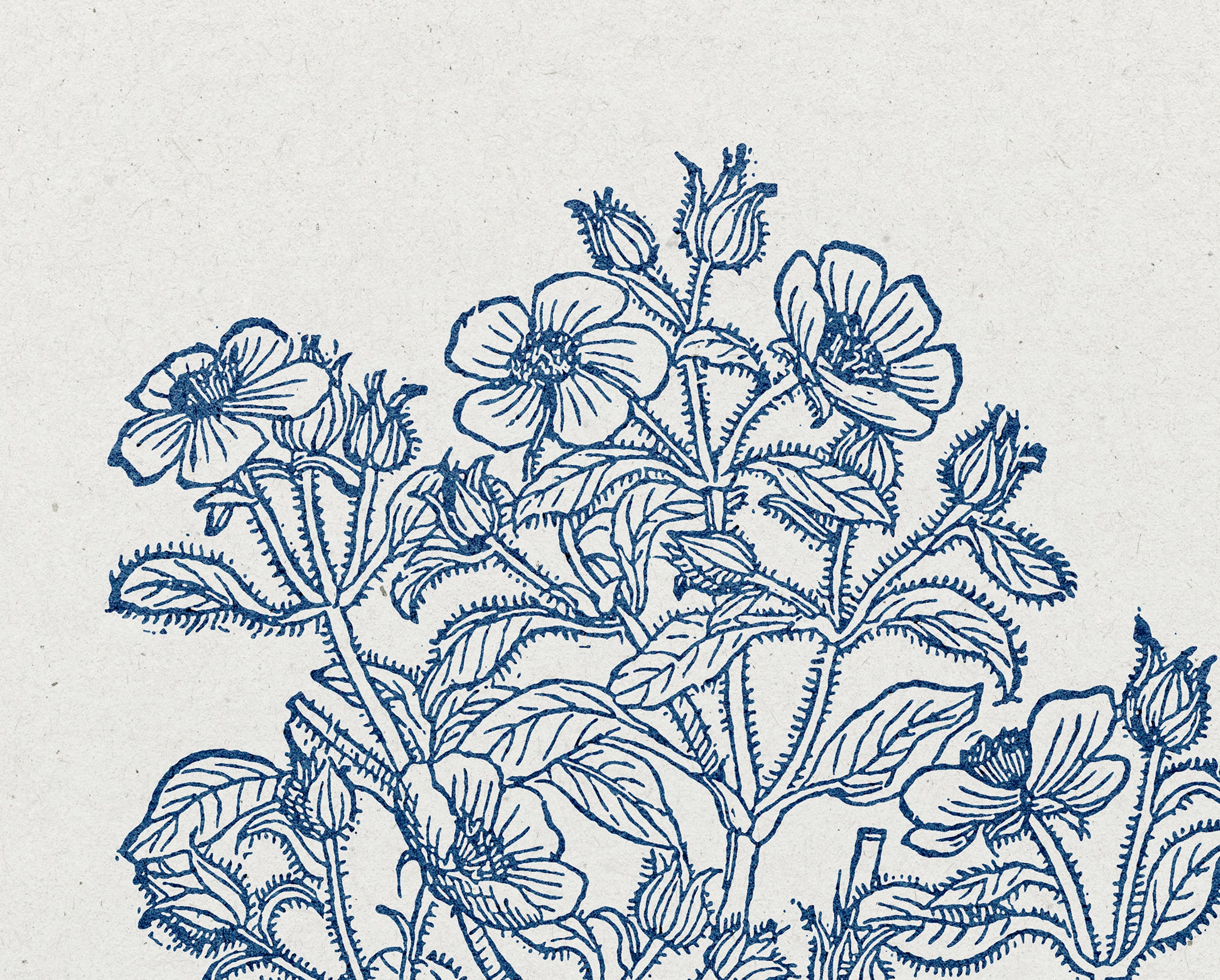 1 Thessalonians 5:17 – Pray Without Ceasing Botanical Scripture Print