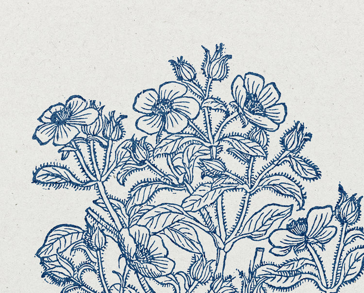 1 Thessalonians 5:17 – Pray Without Ceasing Botanical Scripture Print