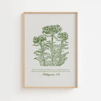 Philippians 4:6 – Vintage Botanical Scripture Print