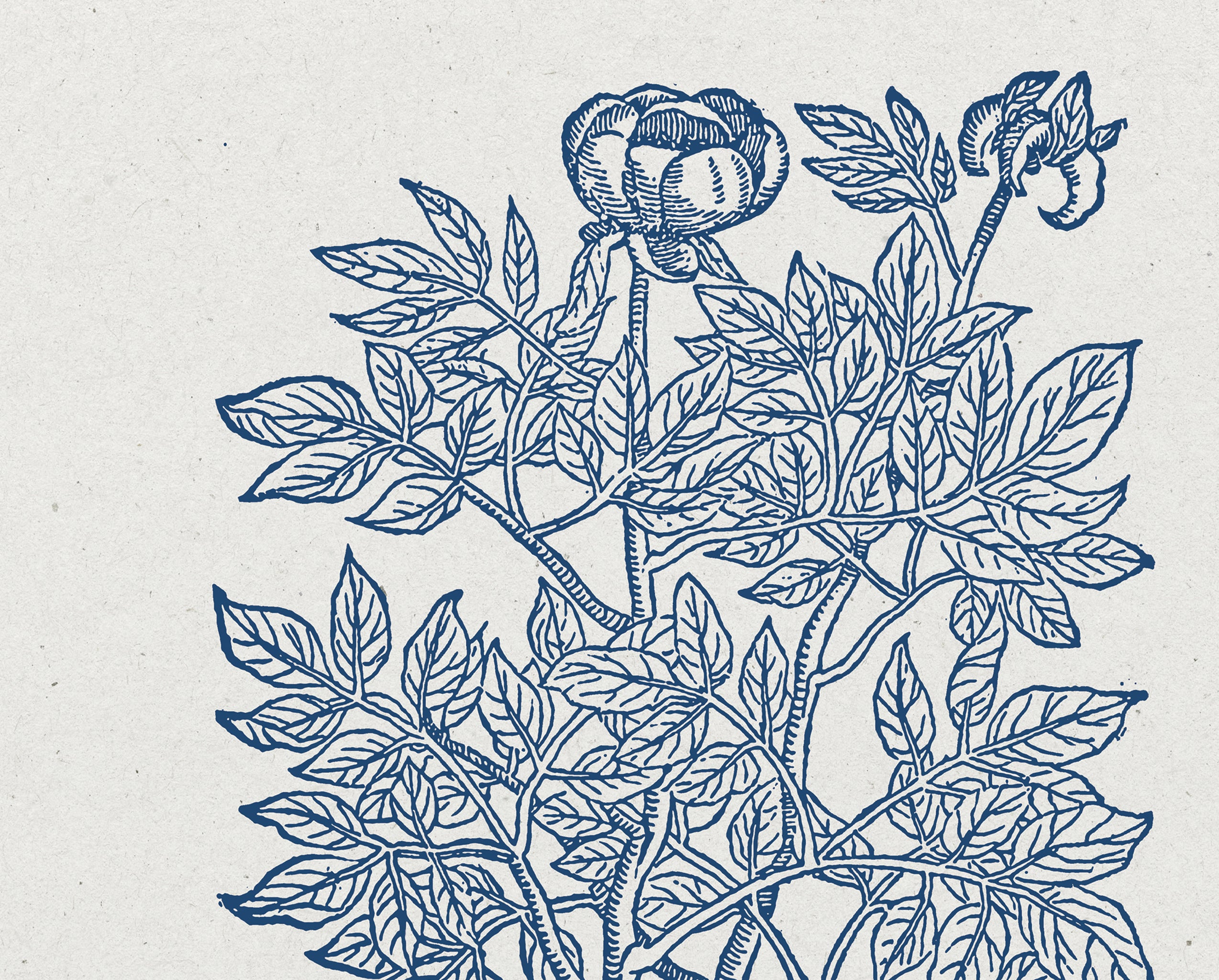 Ephesians 3:17 – Rooted and Grounded in Love Botanical Scripture Print