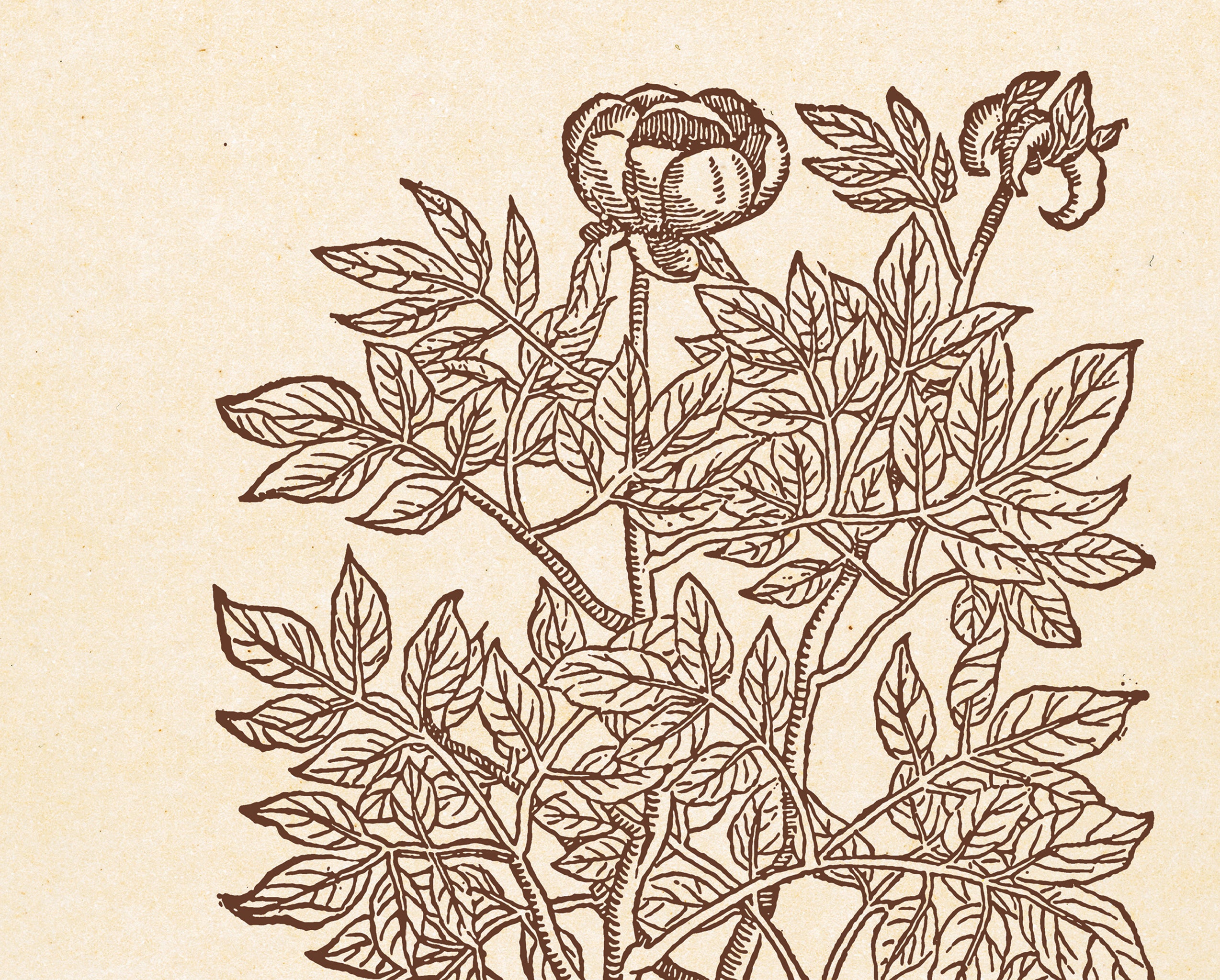 Ephesians 3:17 – Rooted and Grounded in Love Botanical Scripture Print